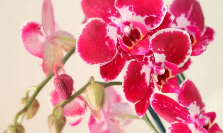 Favorite Orchidee