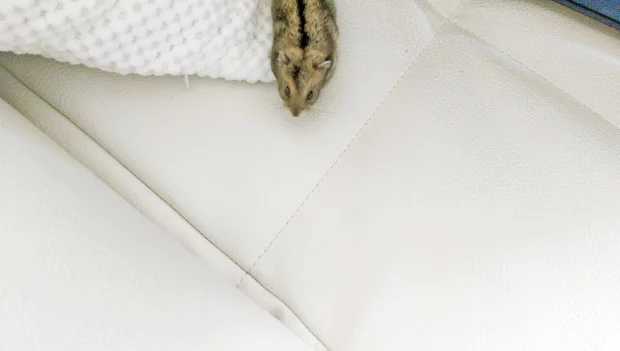 dwerghamster als huisdier - Mattie