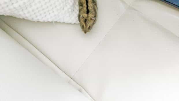 dwerghamster als huisdier - Mattie