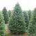 Tips om de perfecte kerstboom in huis te halen