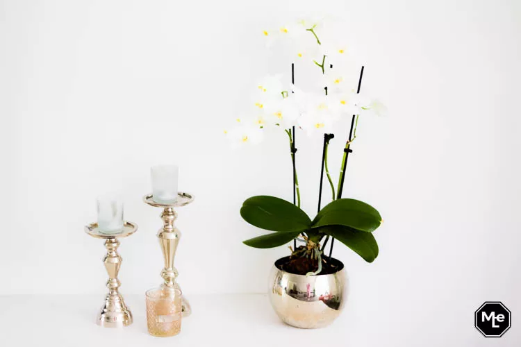 Het voorjaar in huis met een orchidee