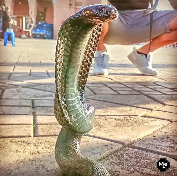 Marrakech travel report-snake