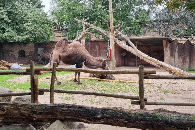 dierentuin kameel