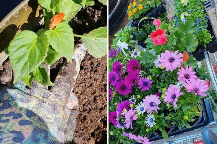 nieuwe planten en bloemen eenjarige bloeiers