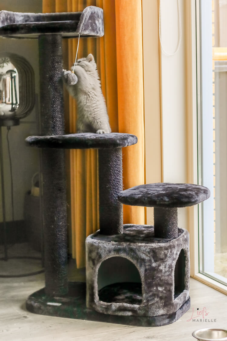 Hoe kies je de juiste kattenkrabpaal? kijk naar grootte, stevigheid, materiaal en design.