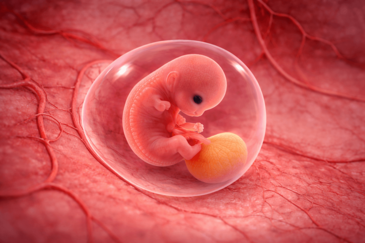 5 weken zwanger embriyo