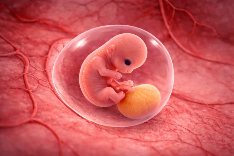6 weken zwanger embriyo